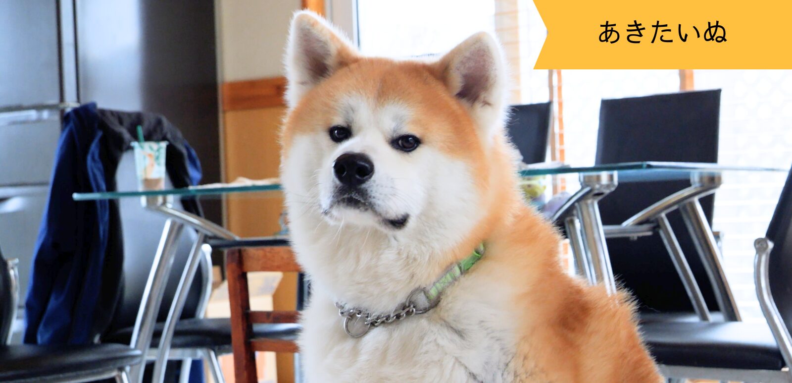 元気いっぱいな お利口さん秋田犬の力くん パート1