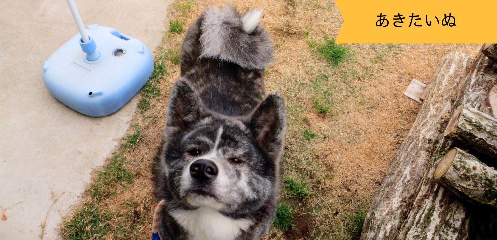 元気すぎる秋田犬の恋ちゃん