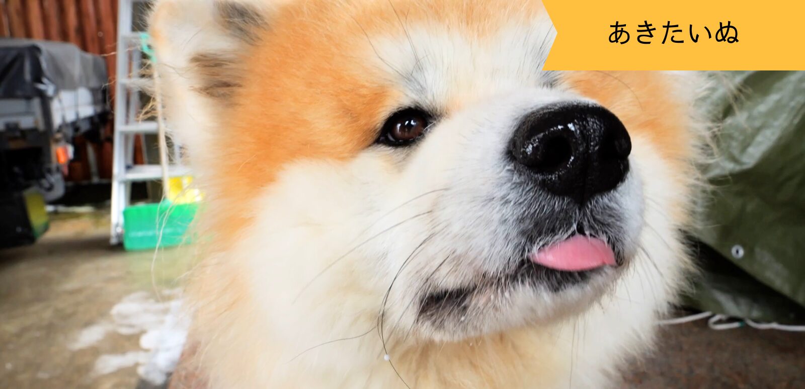 ご主人大好き！秋田犬のモエちゃん