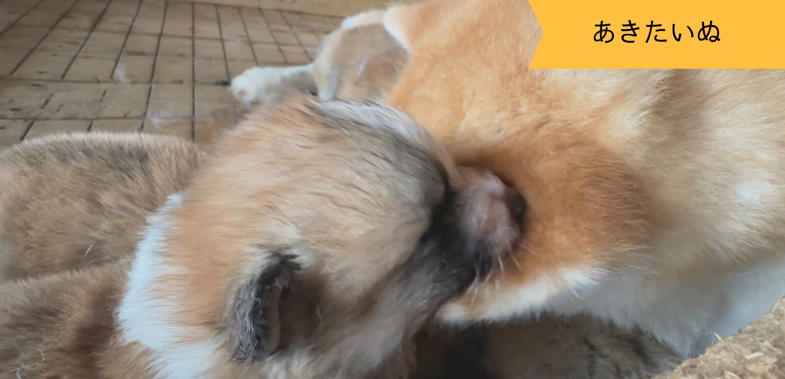 秋田犬の赤ちゃんとママの幸せな時間