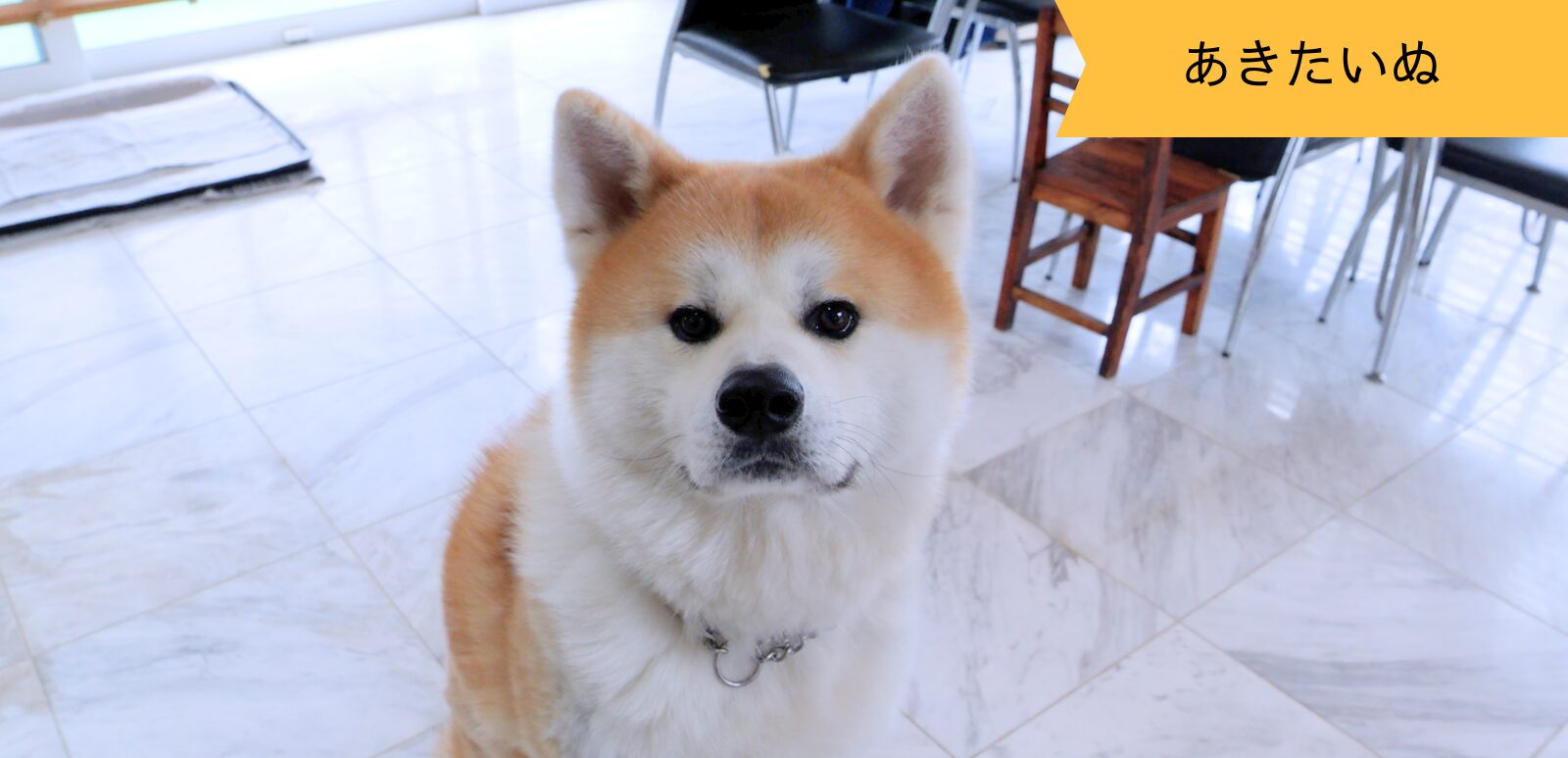 元気いっぱいな お利口さん秋田犬の力くん パート2