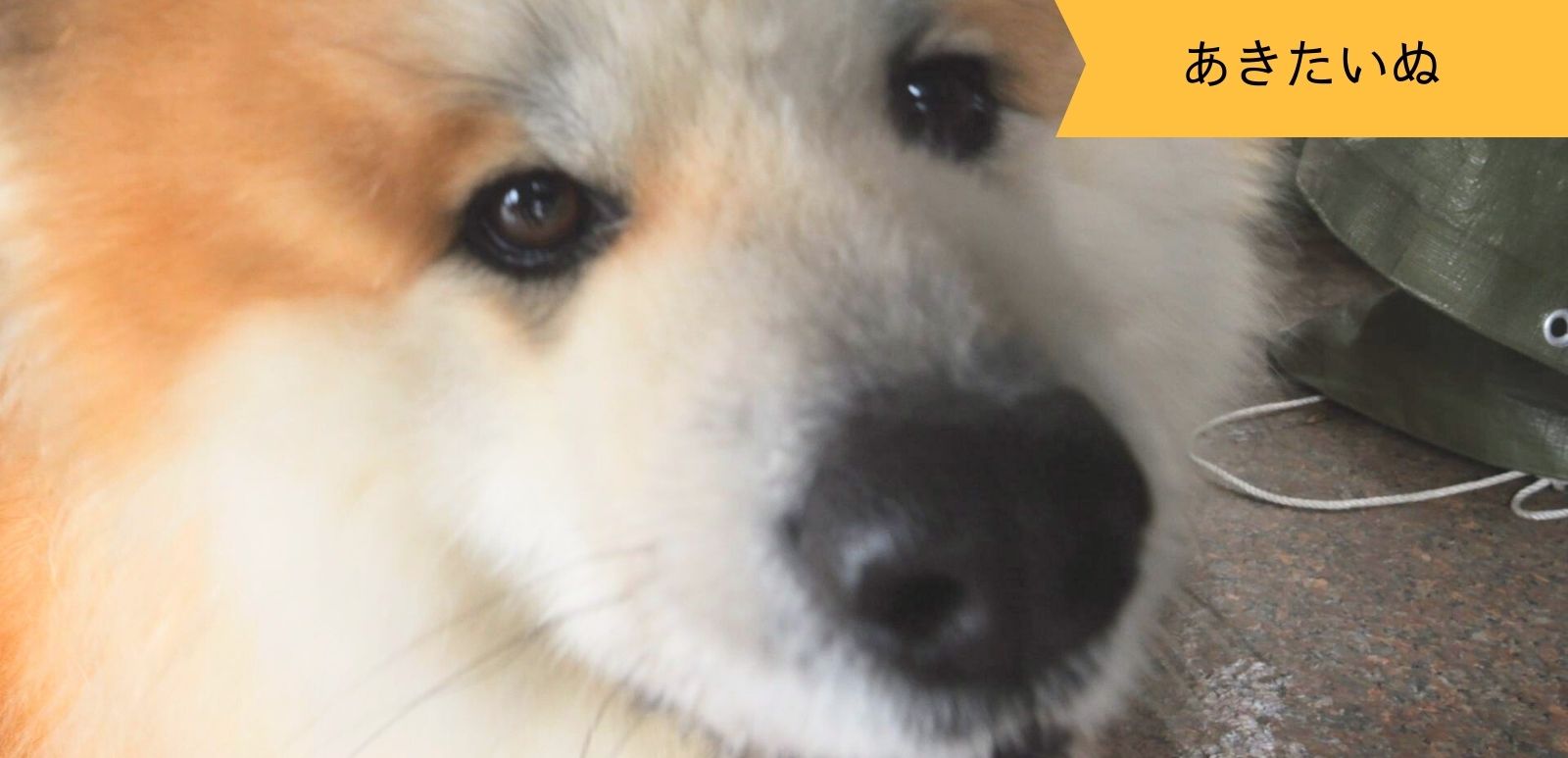 秋田犬のモエちゃん 家族に囲まれ幸せな日々