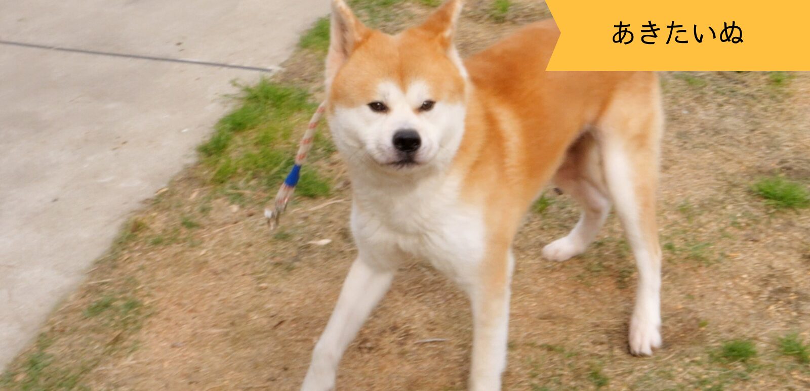 元気いっぱい！でも人見知りな秋田犬の獅童くん