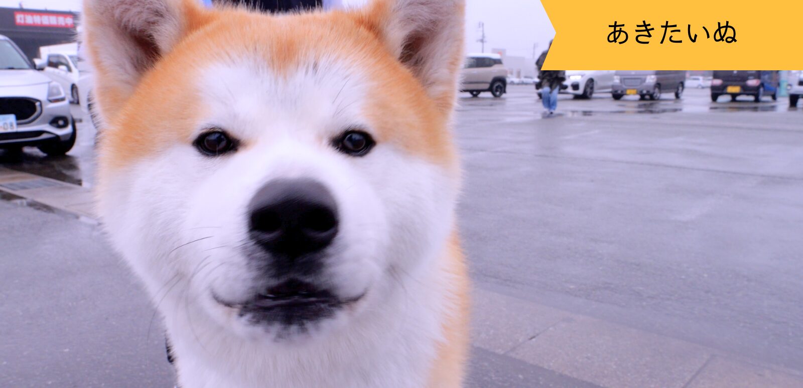 りりしくもかわいらしい秋田犬たちが大集合！／パート1