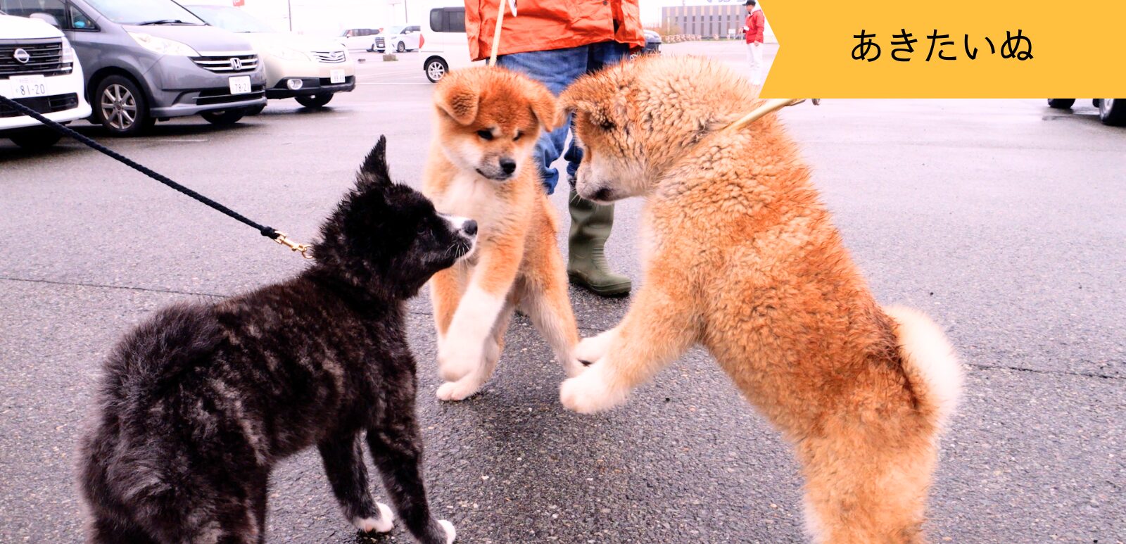 りりしくもかわいらしい秋田犬たちが大集合！パート2