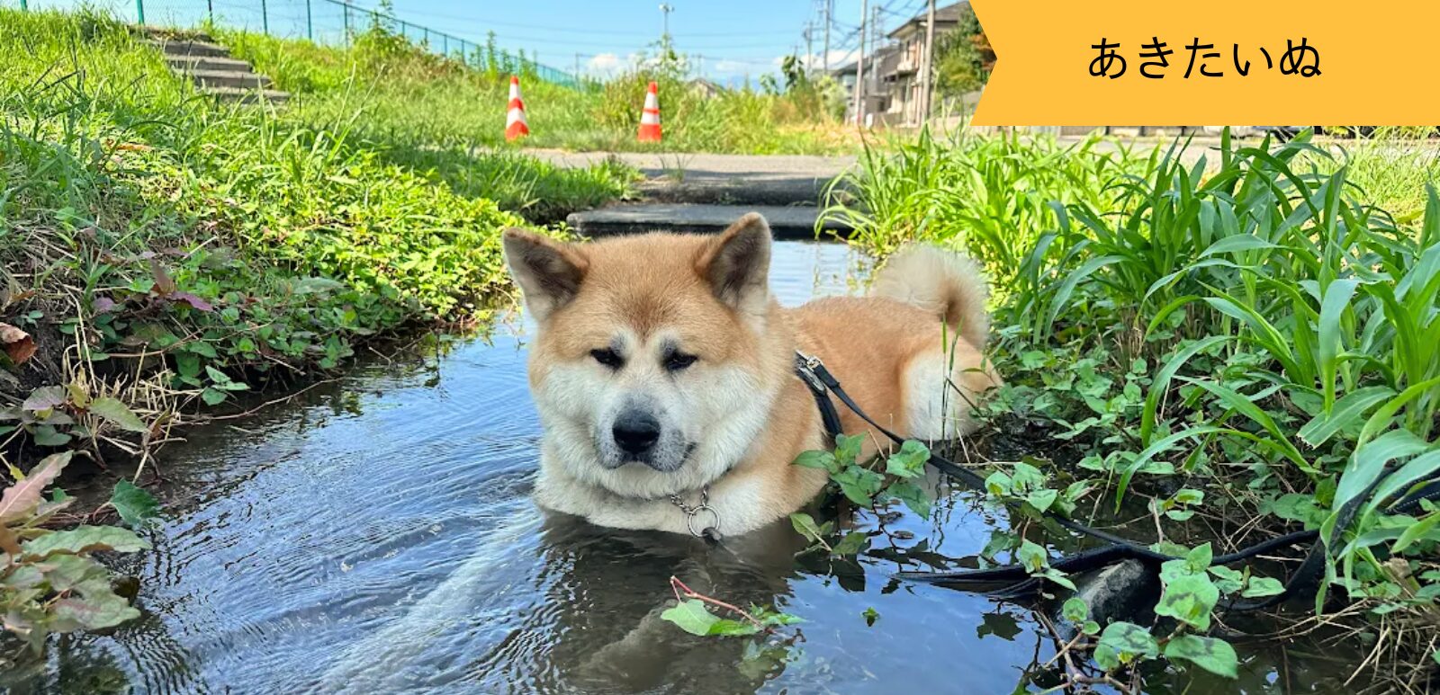 あきたいぬなかま ～タケルくん～