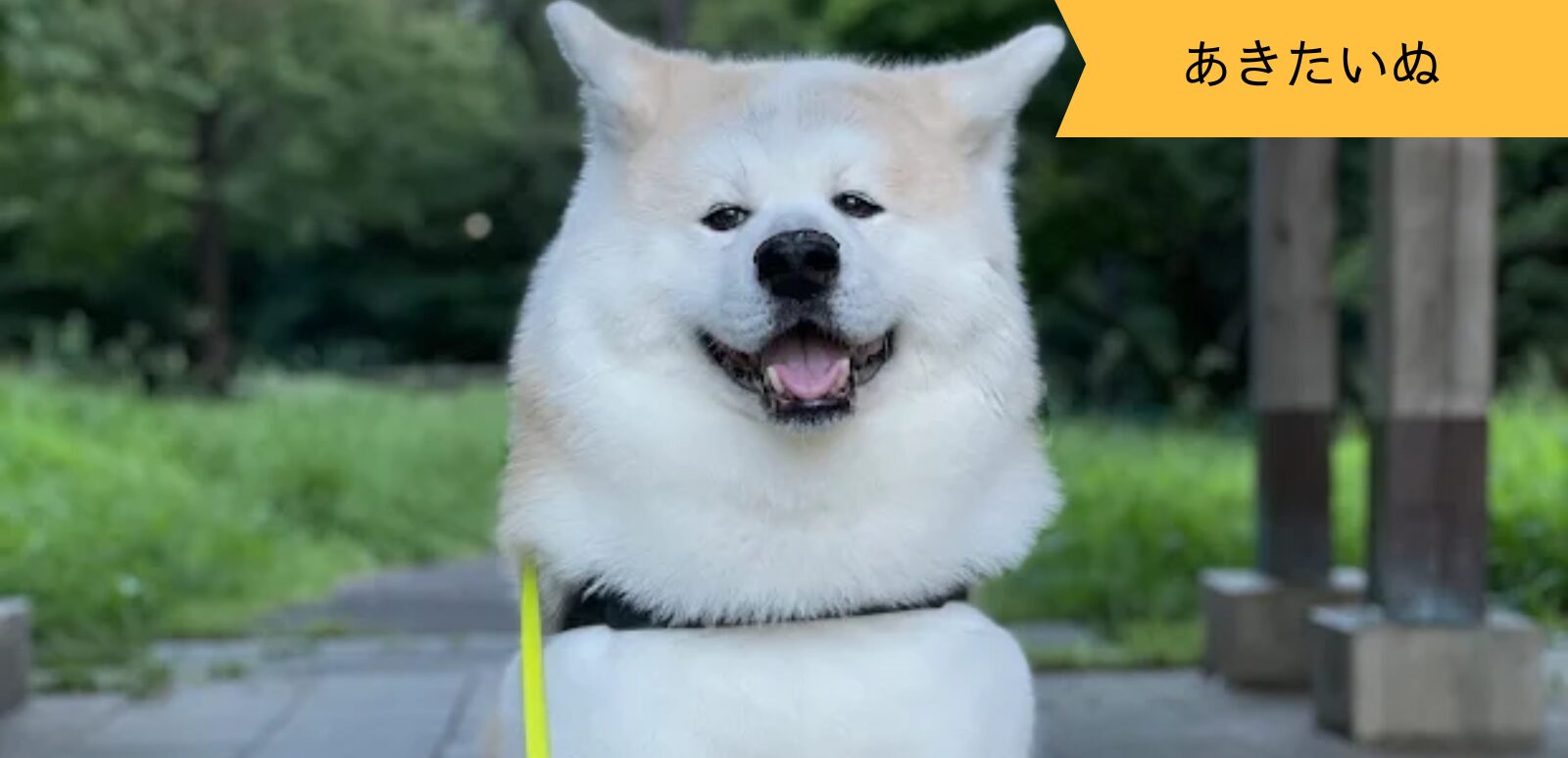 あきたいぬなかま ～YAMATOくん～