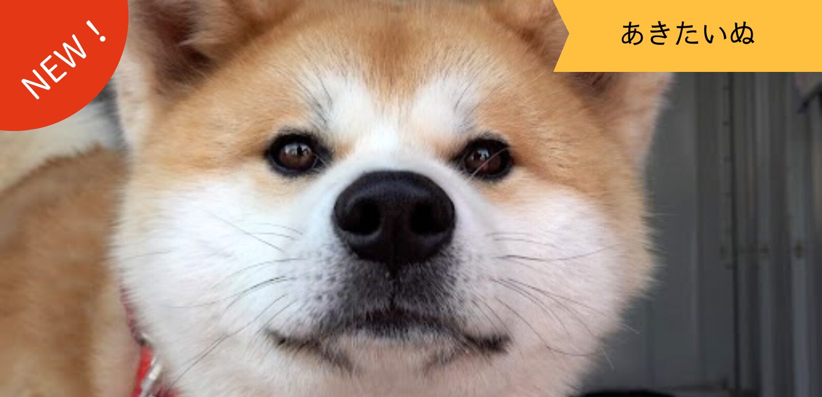 いま、世界が注目する秋田犬 | ハチふるメディア