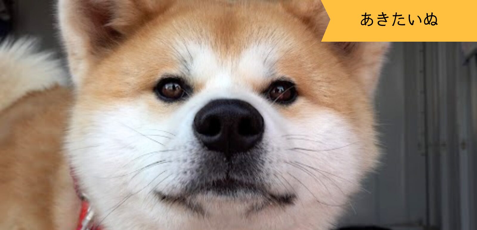 元気いっぱいでかわいすぎる！秋田犬の茶々丸くん