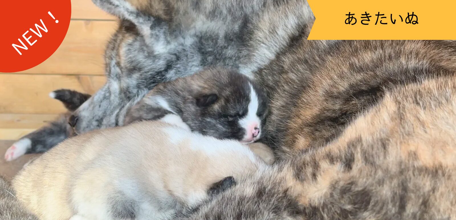 秋田犬の親子 癒しの日々