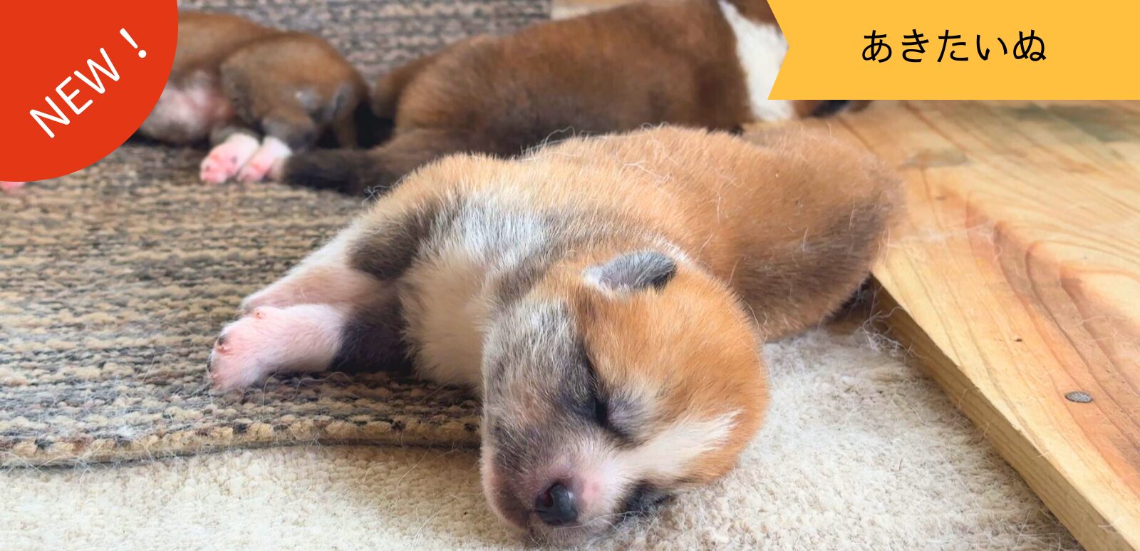 じいちゃんの秋田犬【大家族編】　♯7 輪になって眠ろう