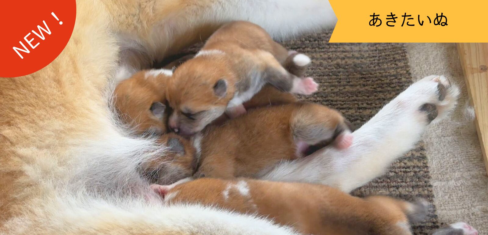 じいちゃんの秋田犬【大家族編】　♯9 ママと一緒の安心の日々