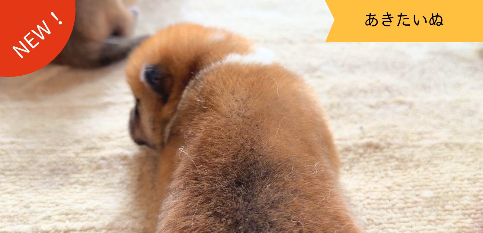 じいちゃんの秋田犬【大家族編】　♯8 癒しの寝返り