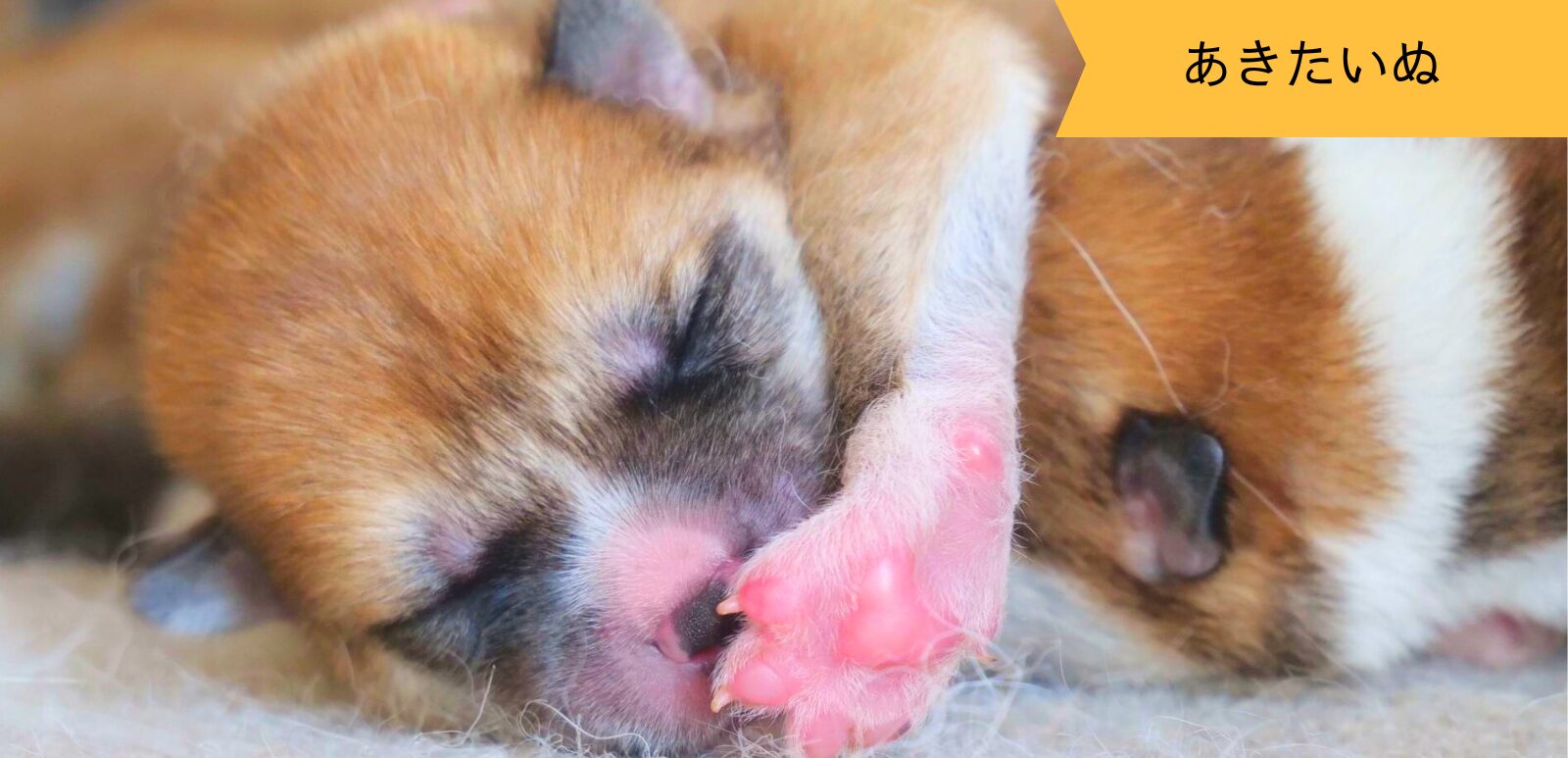 じいちゃんの秋田犬【大家族編】 ♯3 自我の芽生え