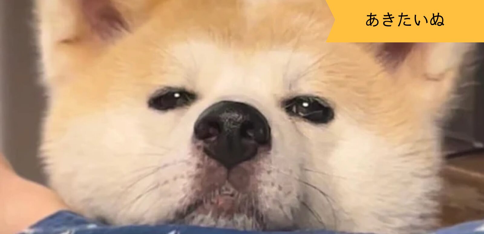 あきたいぬなかま ～ジロウくん～