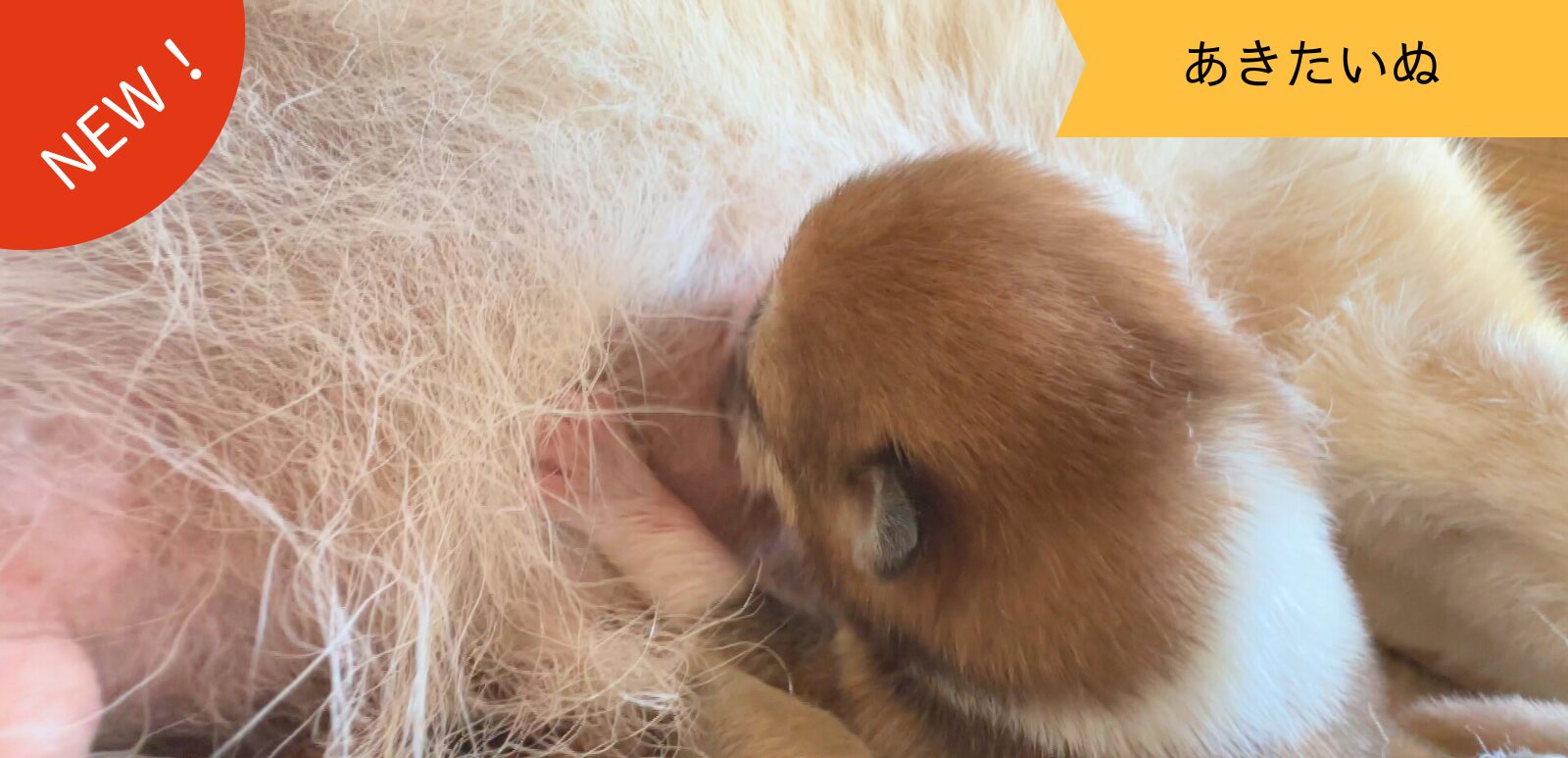 じいちゃんの秋田犬【大家族編】　♯2 目を細める日々