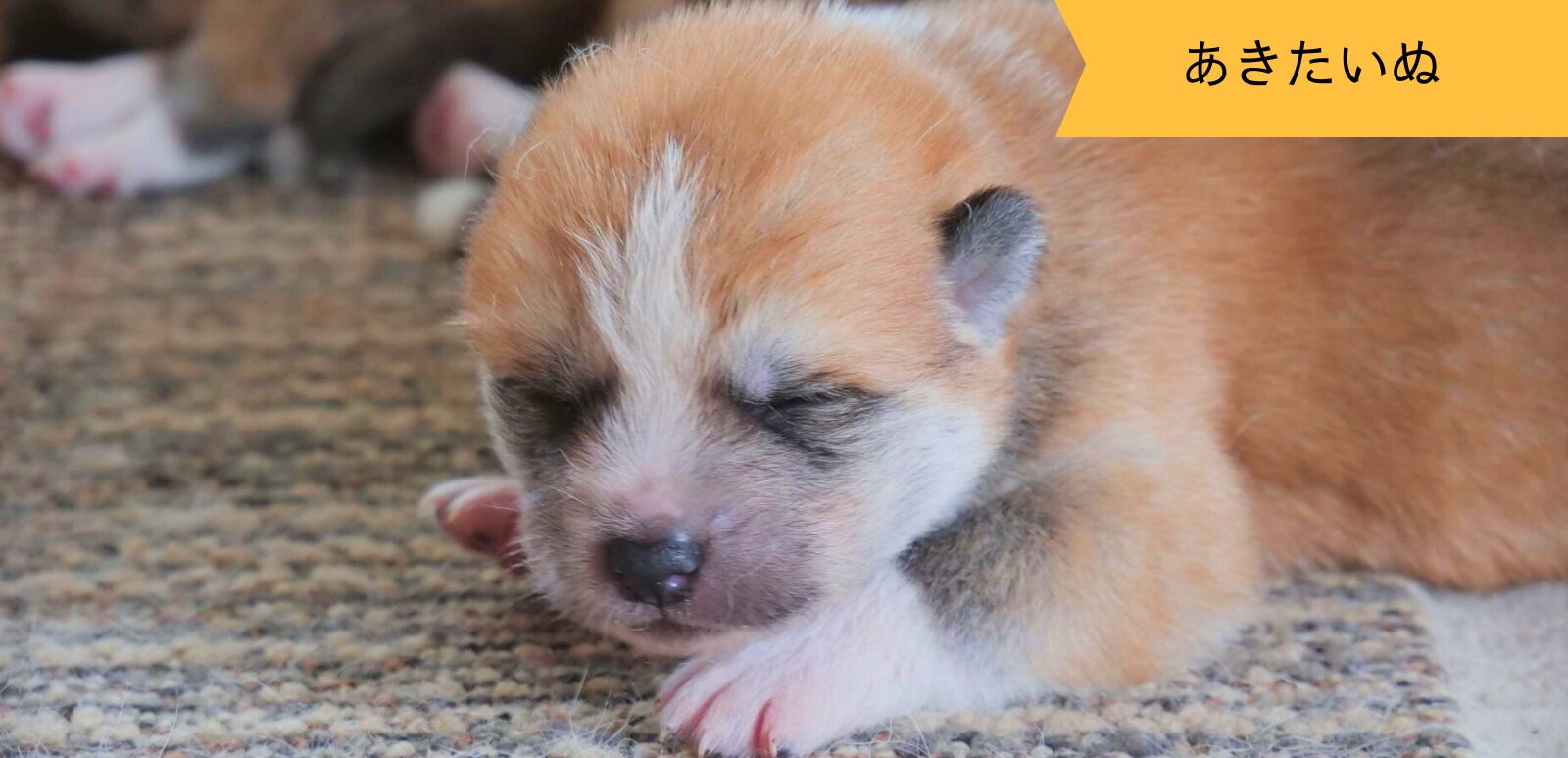 じいちゃんの秋田犬【大家族編】 ♯12 思い出のアルバム