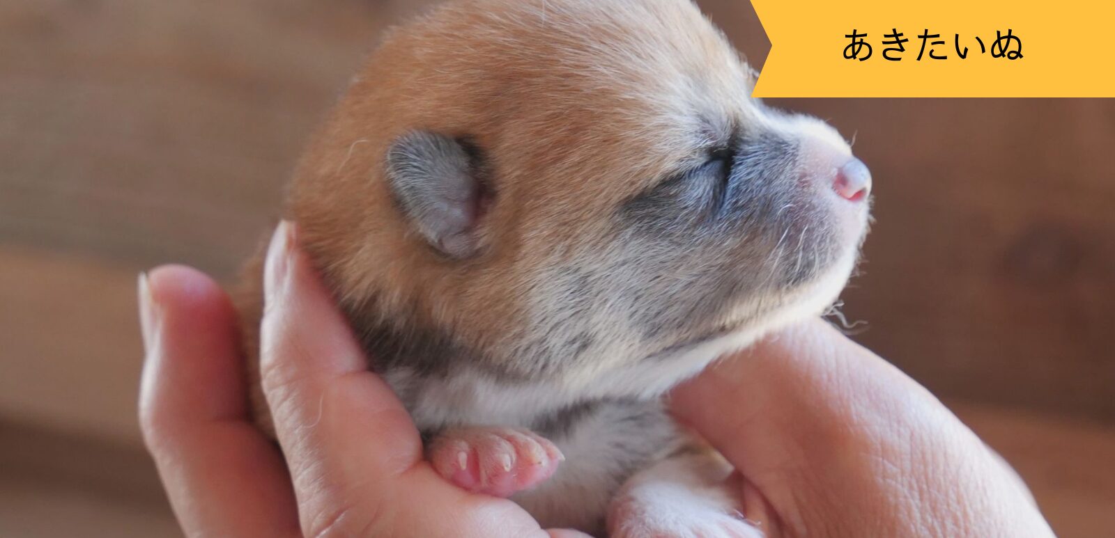 じいちゃんの秋田犬【大家族編】 ♯4 貴重な瞬間