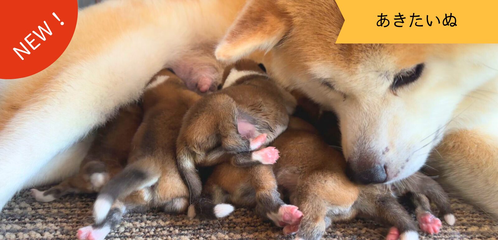 じいちゃんの秋田犬【大家族編】　♯1 いそがしい日々の始まり