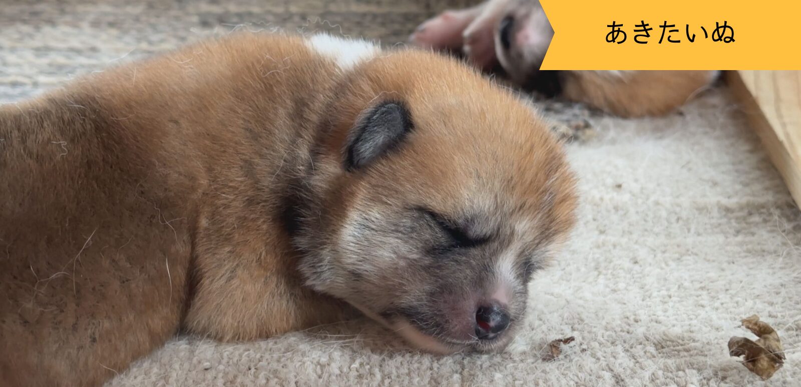 じいちゃんの秋田犬【大家族編】 ♯5 安らぎの時