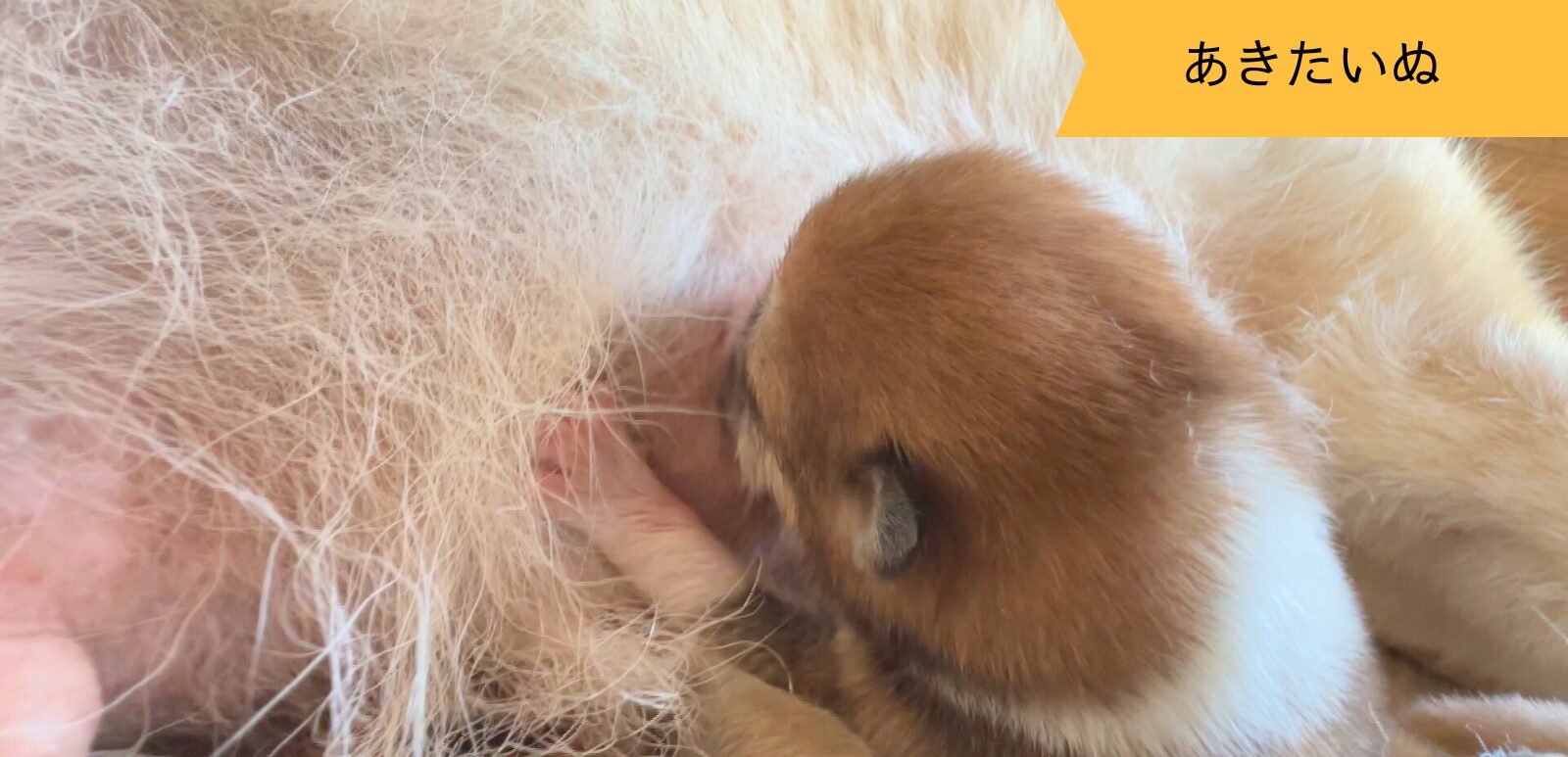 じいちゃんの秋田犬【大家族編】 ♯2 目を細める日々