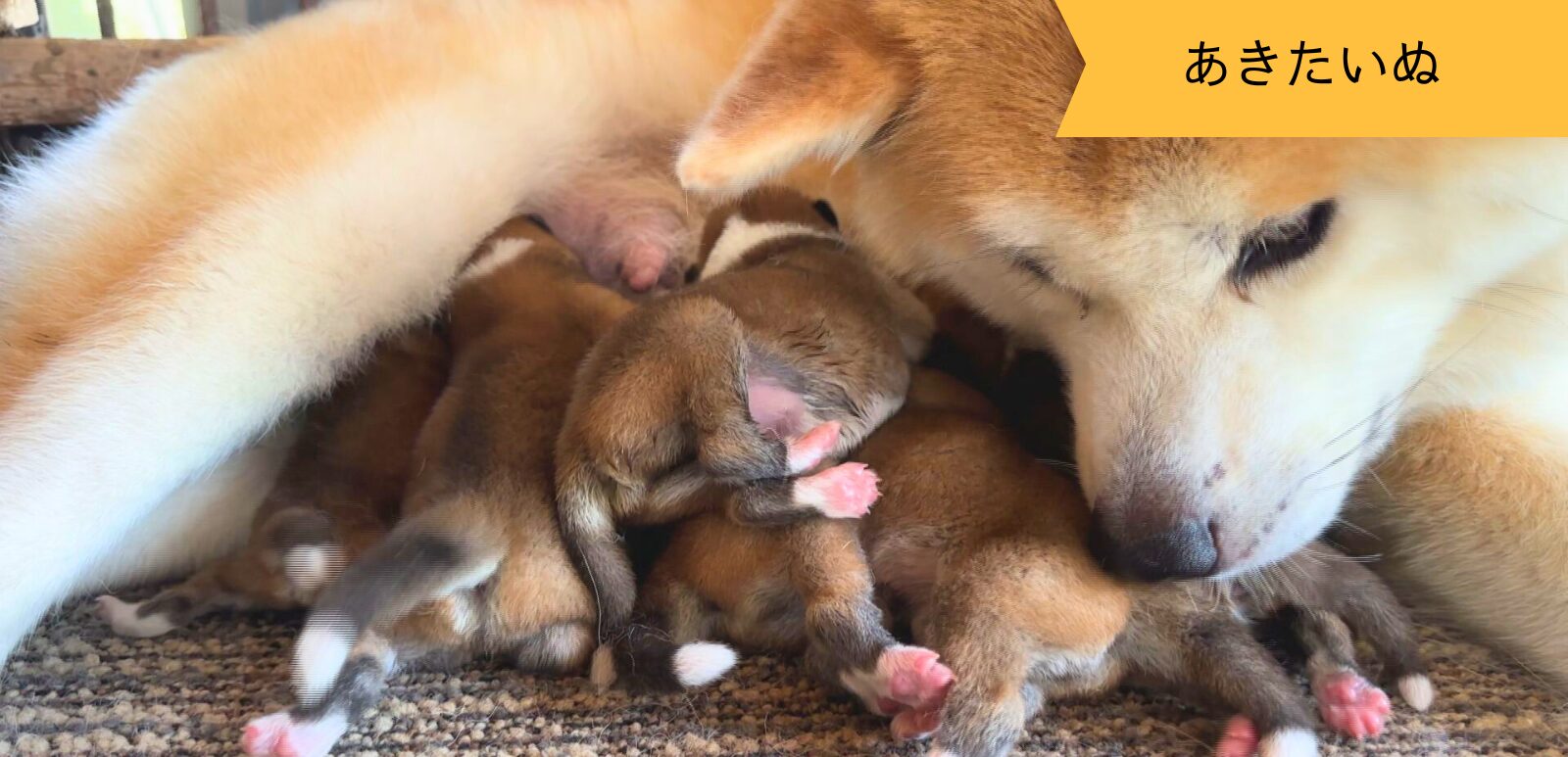 じいちゃんの秋田犬【大家族編】 ♯1 いそがしい日々の始まり