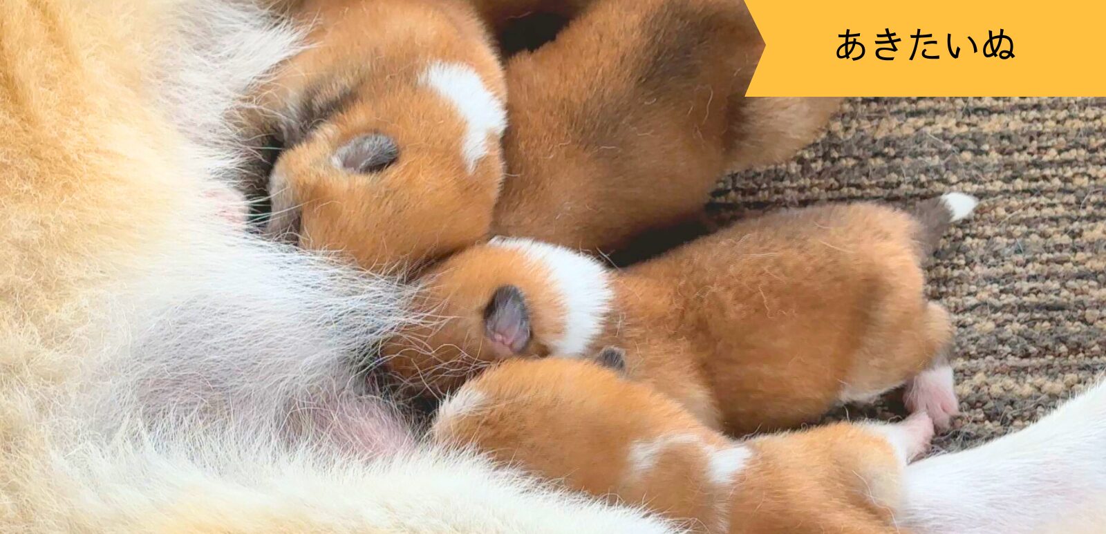 じいちゃんの秋田犬【大家族編】　♯10 癒しの風景