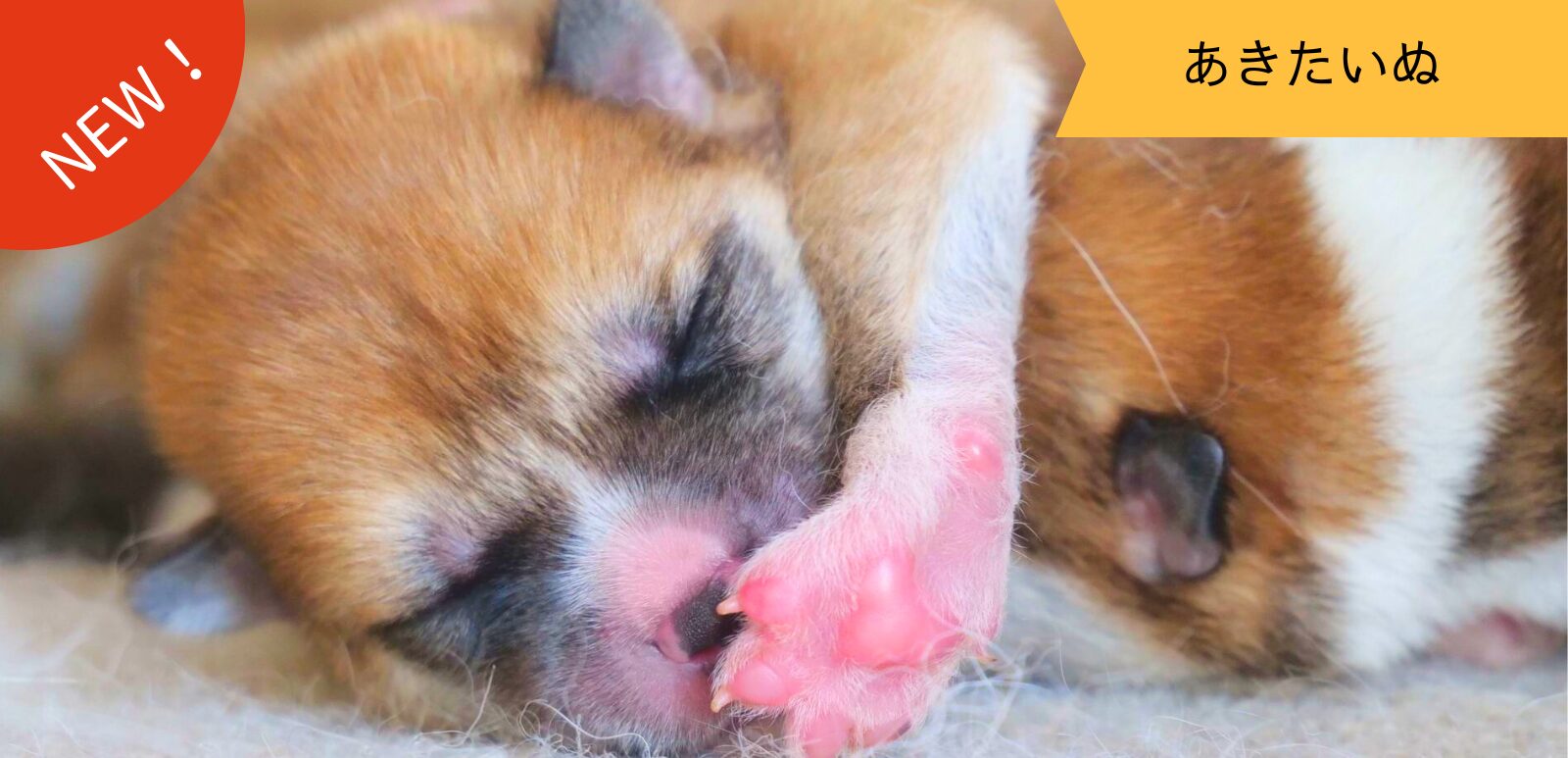 じいちゃんの秋田犬【大家族編】　♯3 自我の芽生え