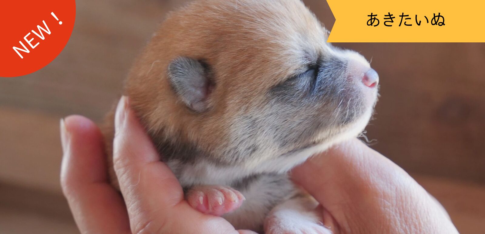 じいちゃんの秋田犬【大家族編】　♯4 貴重な瞬間