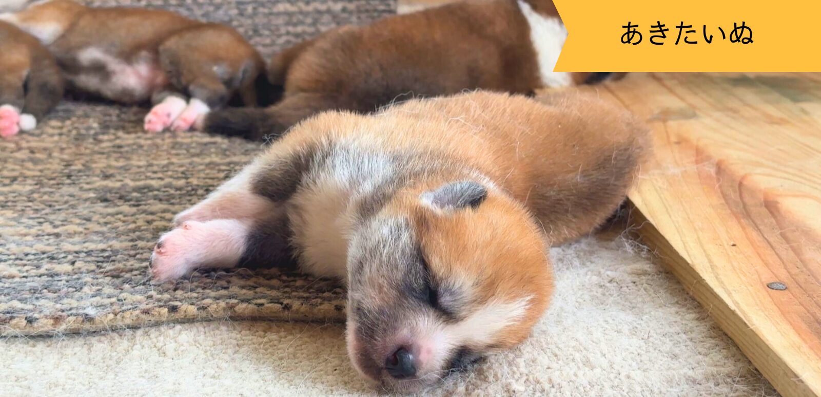 じいちゃんの秋田犬【大家族編】　♯7 輪になって眠ろう