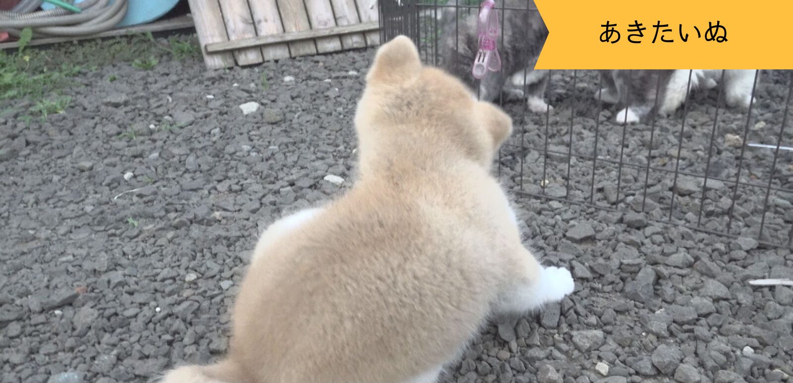 秋田犬の子犬、お外でたわむれる