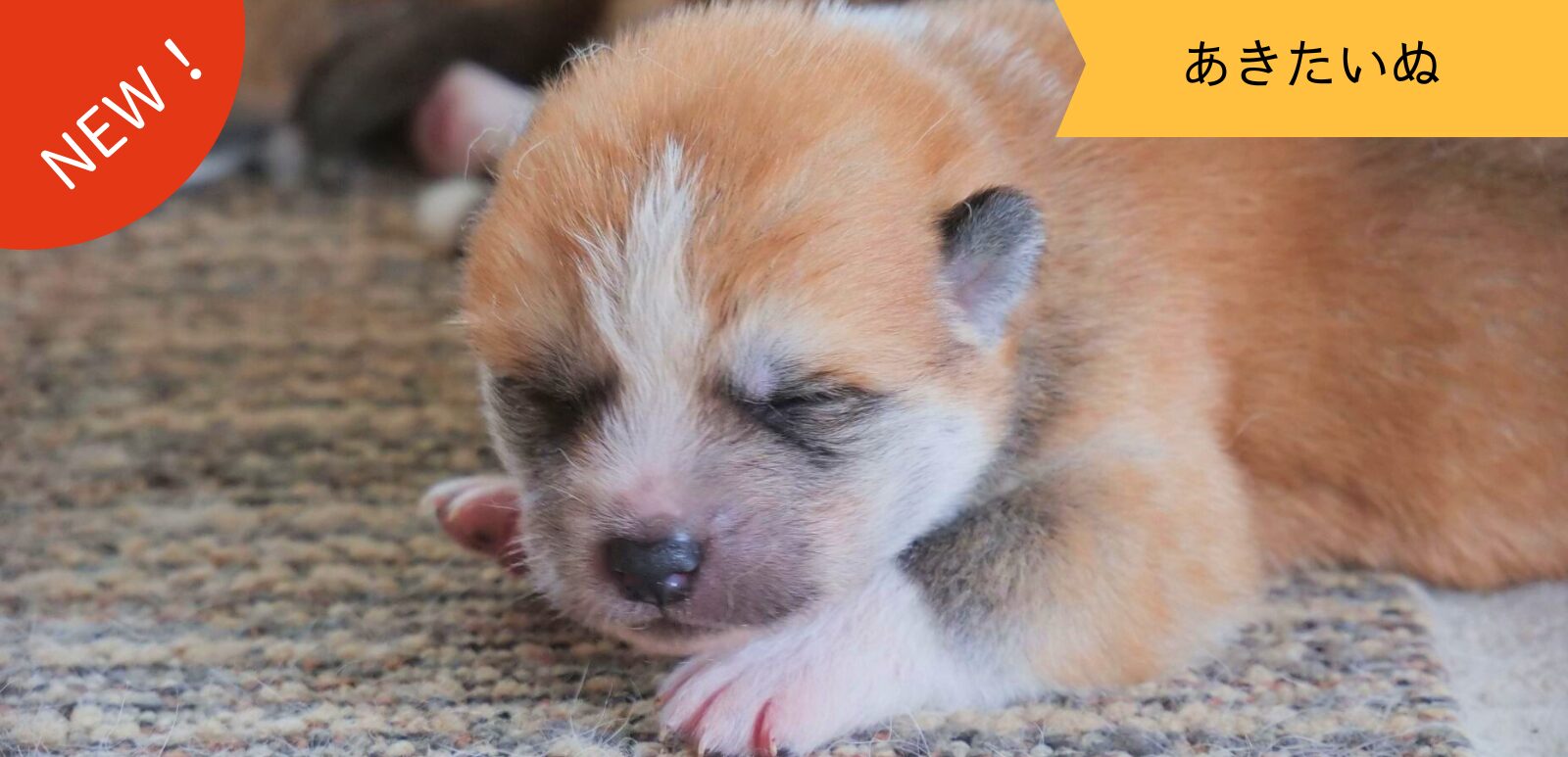 じいちゃんの秋田犬【大家族編】　♯12 思い出のアルバム