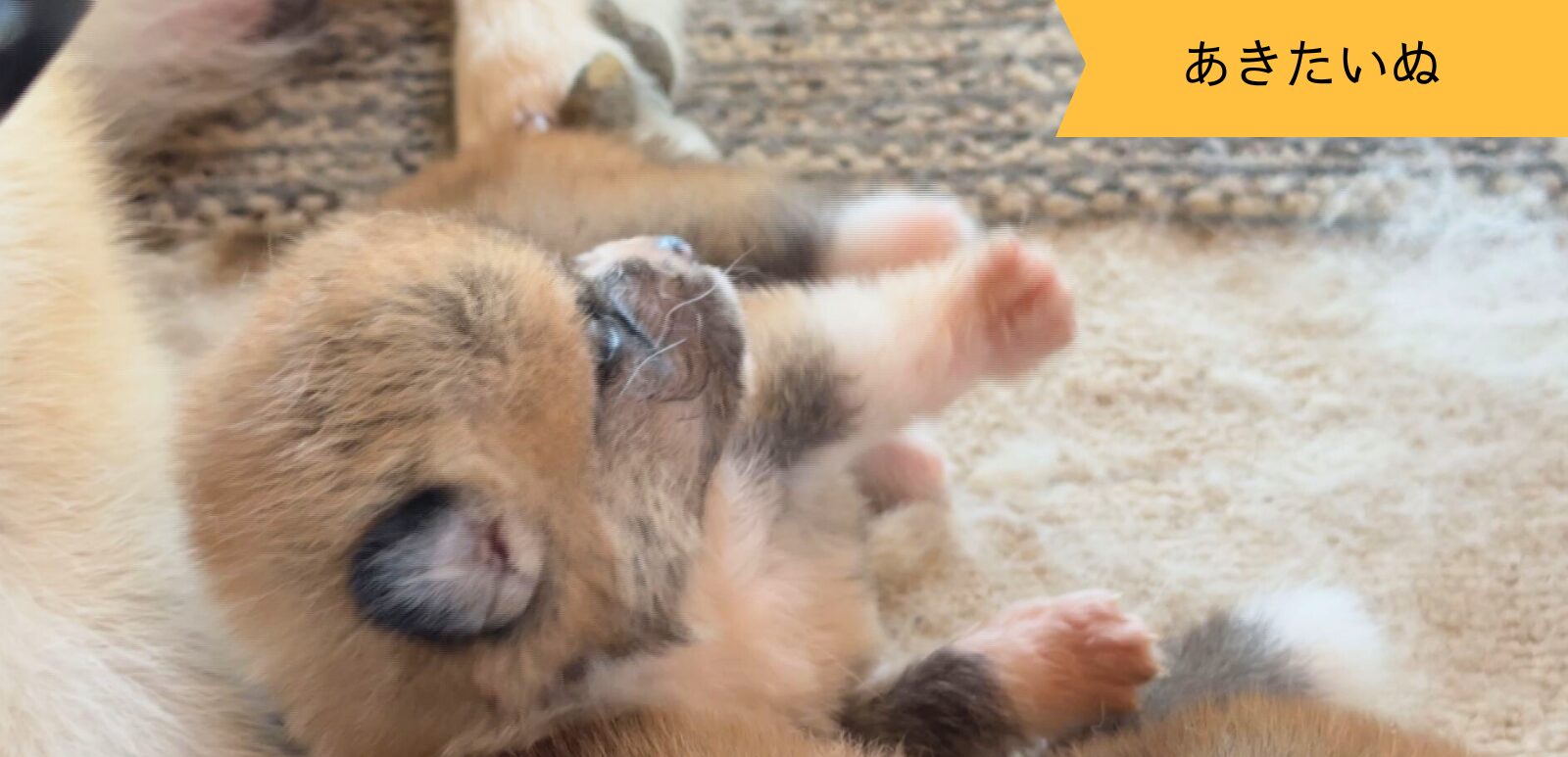 じいちゃんの秋田犬【大家族編】 ♯13 早い成長