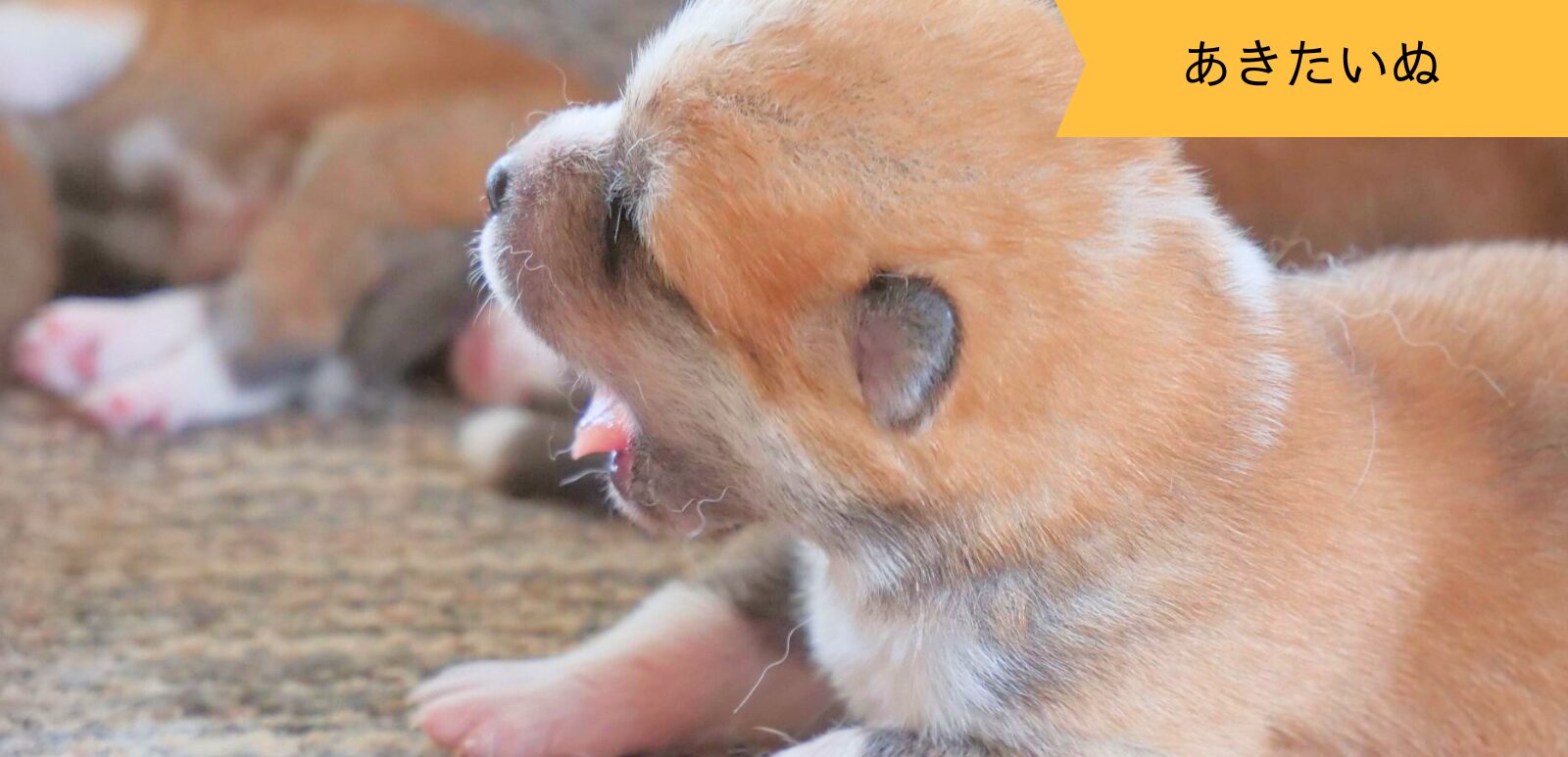 じいちゃんの秋田犬【大家族編】　♯11 貴重な瞬間