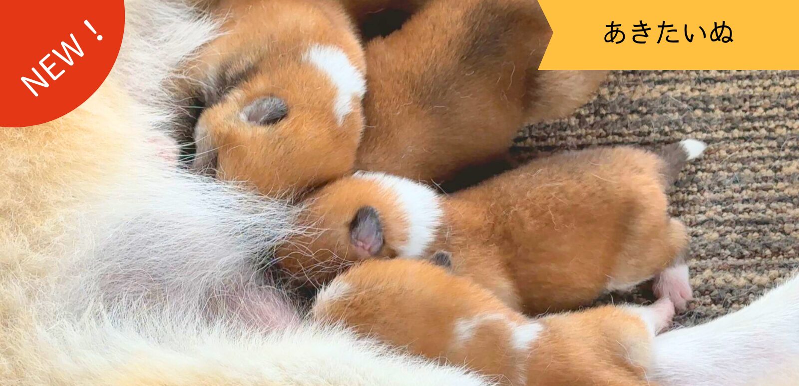 じいちゃんの秋田犬【大家族編】　♯10 癒しの風景