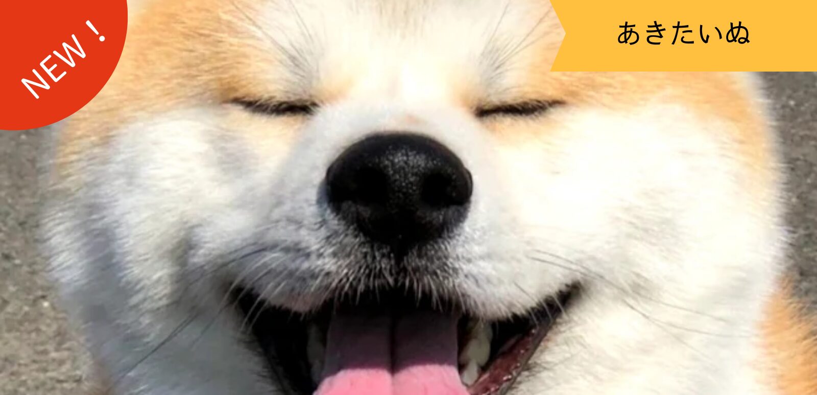 あきたいぬなかま ~まっちゃん~