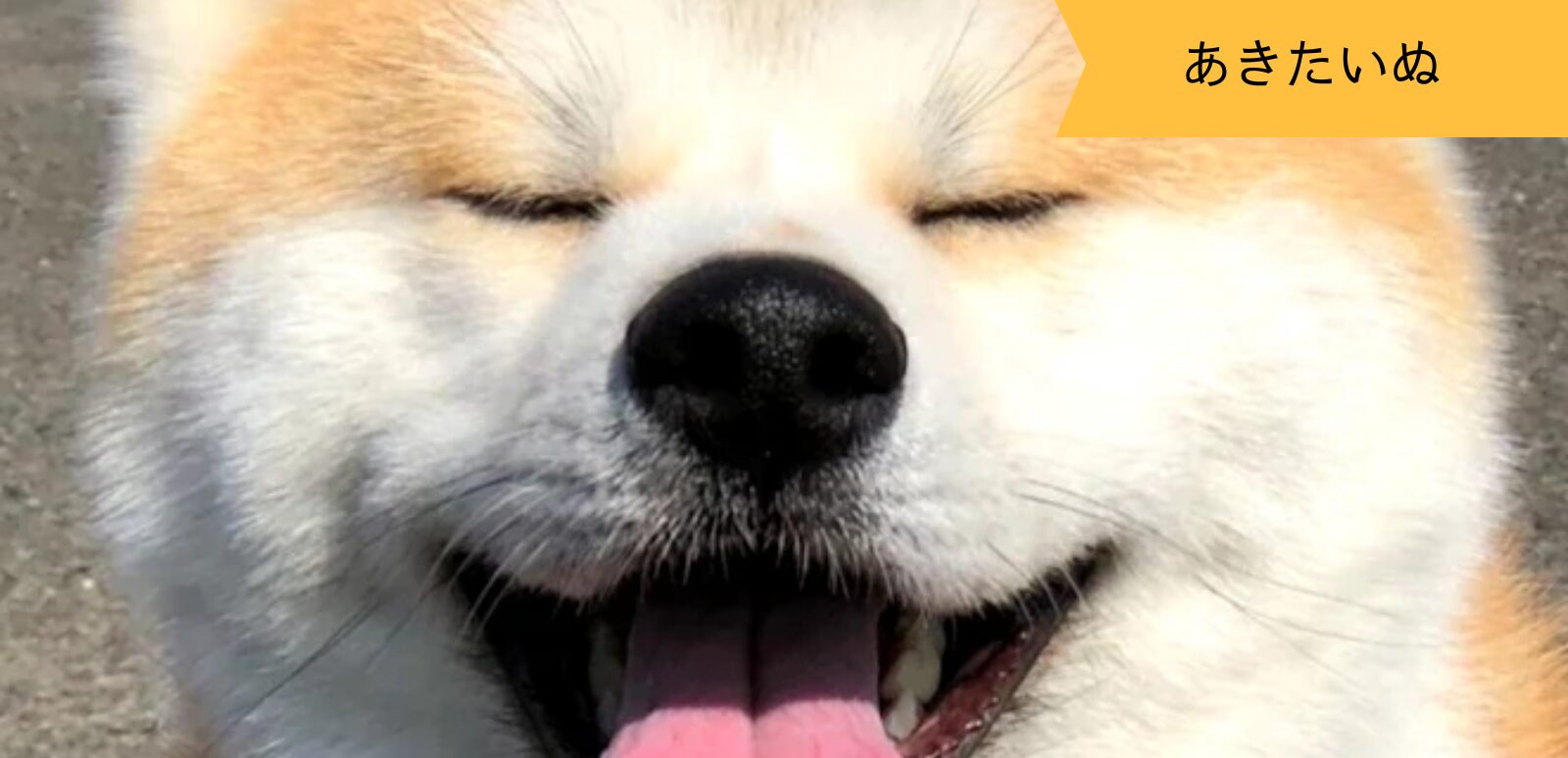 あきたいぬなかま ～まっちゃん～