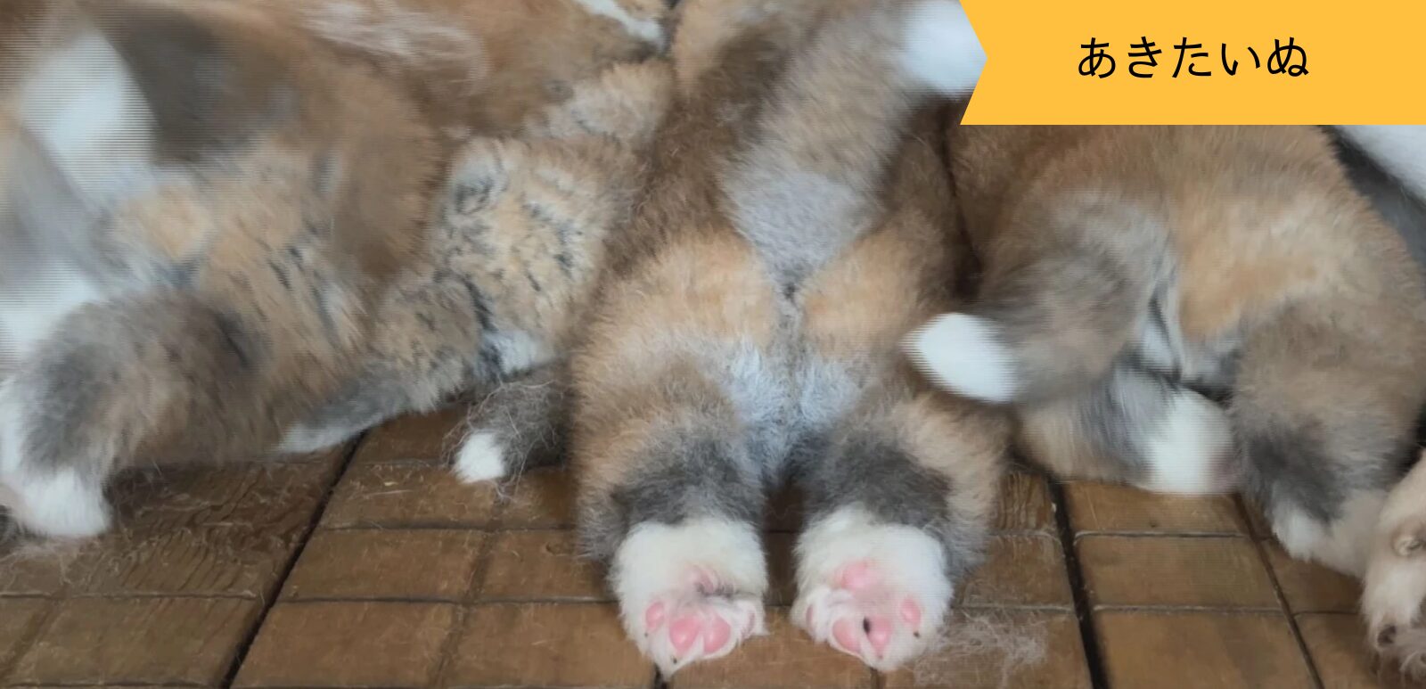 むちむちな足。ピンとのびたしっぽ。秋田犬の赤ちゃん癒しの後ろ姿。