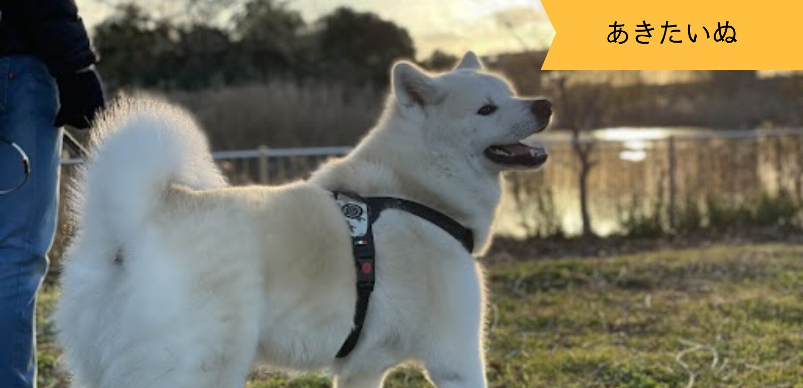 あきたいぬなかま ～凛太郎くん～