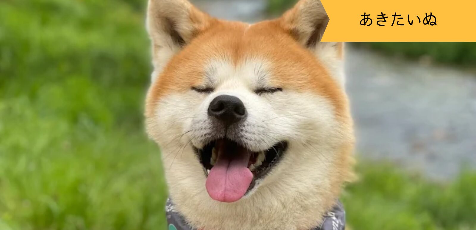 あきたいぬなかま ～秋くん～