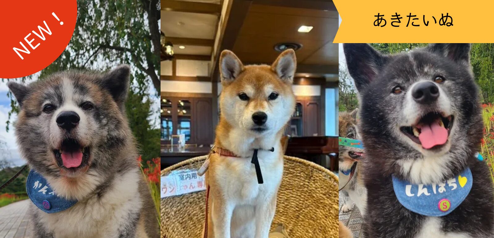 あきたいぬなかま ~官兵衛くん・小桃ちゃん・新八くん~