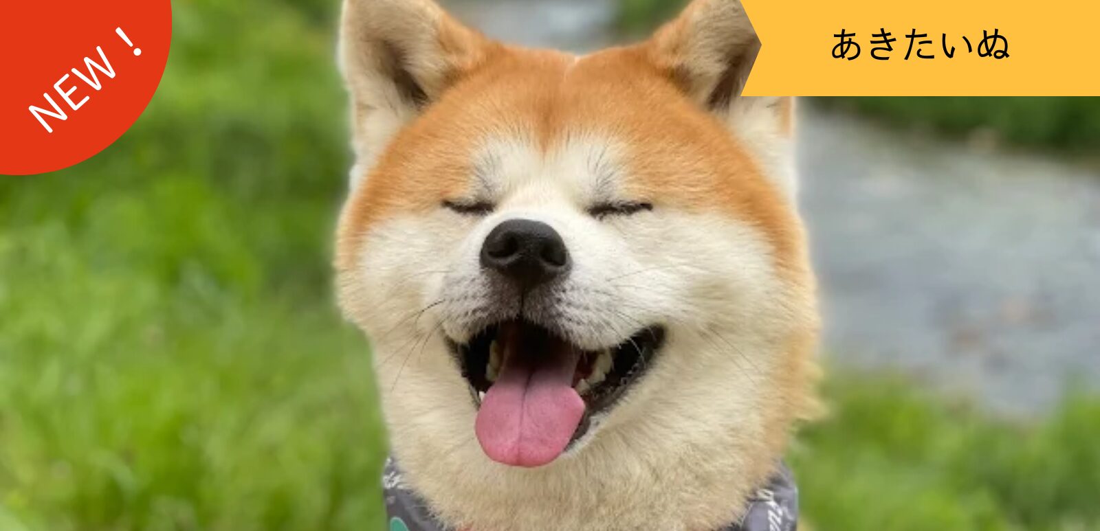 あきたいぬなかま ～秋くん～