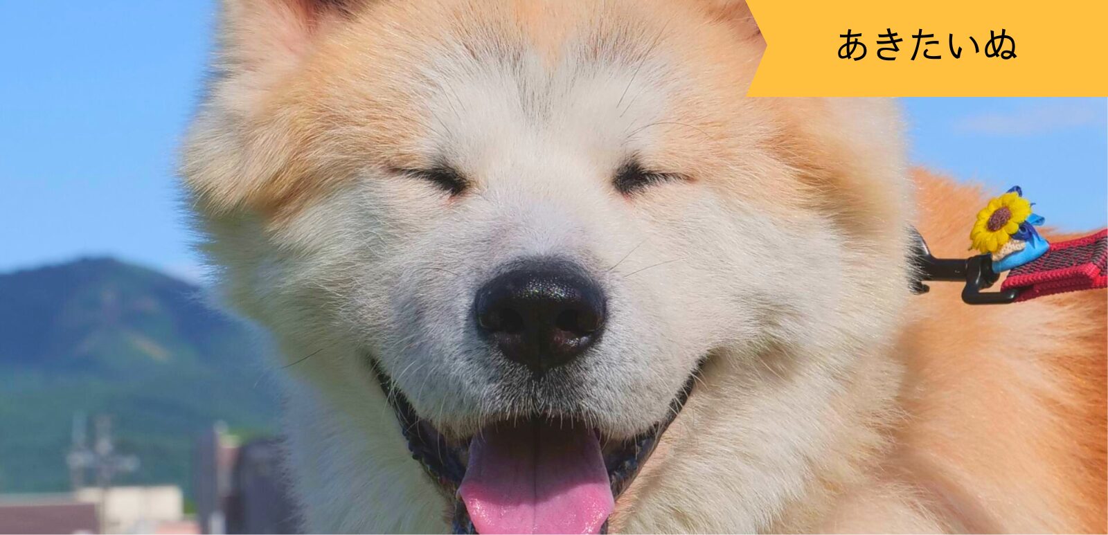 【保護犬 秋田犬】ハチくんのお誕生日会