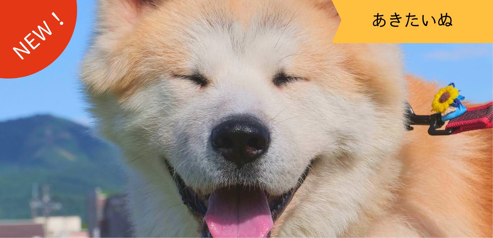 【保護犬 秋田犬】ハチくんのお誕生日会