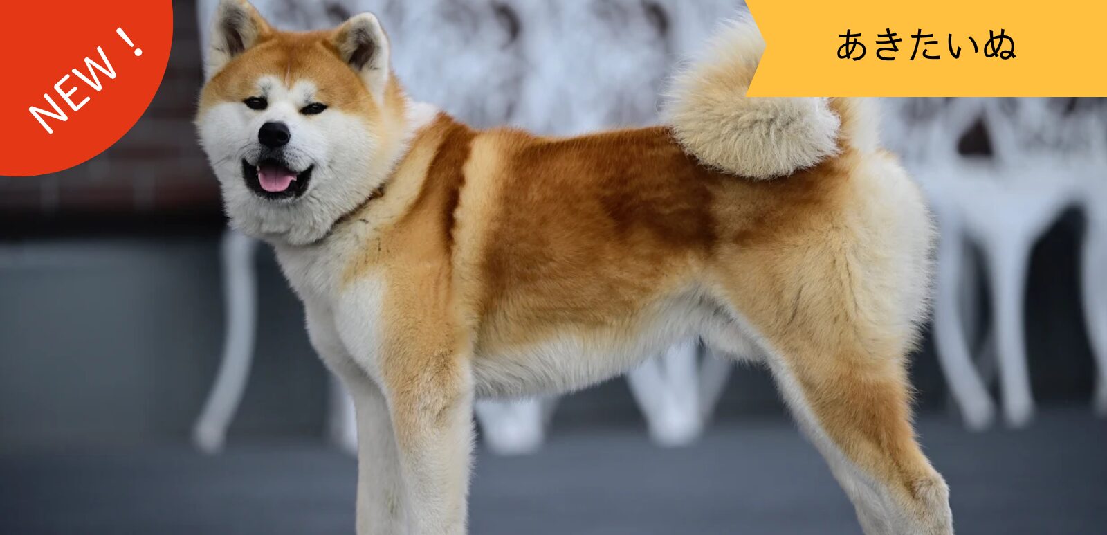 秋田犬をもっと知ろう